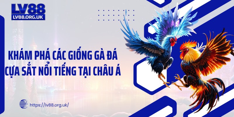 Khám phá các giống gà đá cựa sắt nổi tiếng tại châu Á